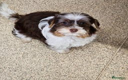 Yorkshire Terrier dogs for sale: 🤎 Mocha 🤎 Small Biro Yorkie Boy 1,9kg ready now - Image 2