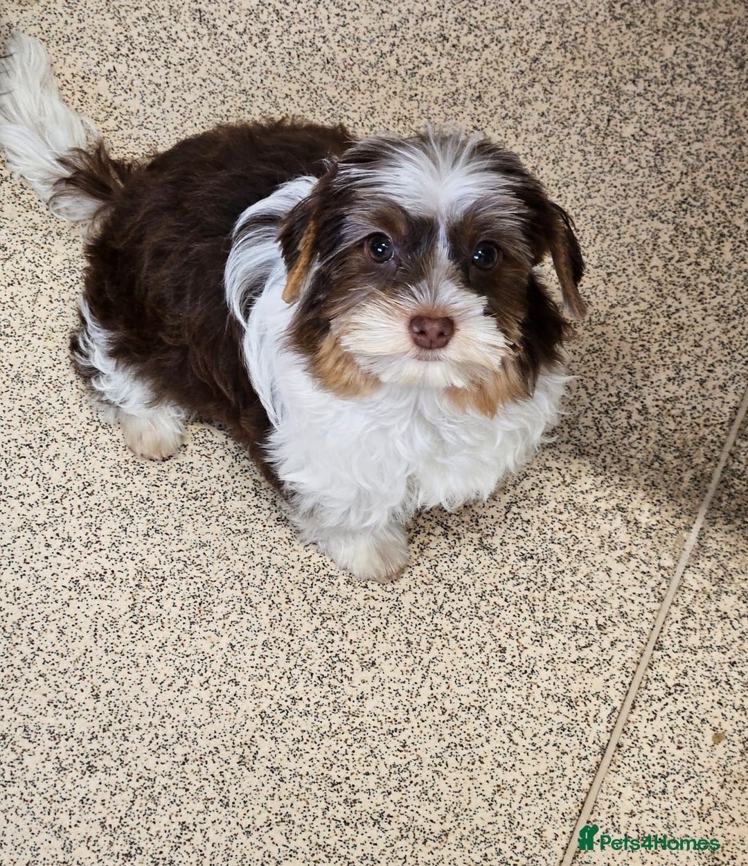 Yorkshire Terrier dogs for sale: 🤎 Mocha 🤎 Small Biro Yorkie Boy 1,9kg ready now - Image 2