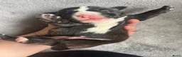 American Bull Staffy dogs for sale: Staffy pups - Advert 16