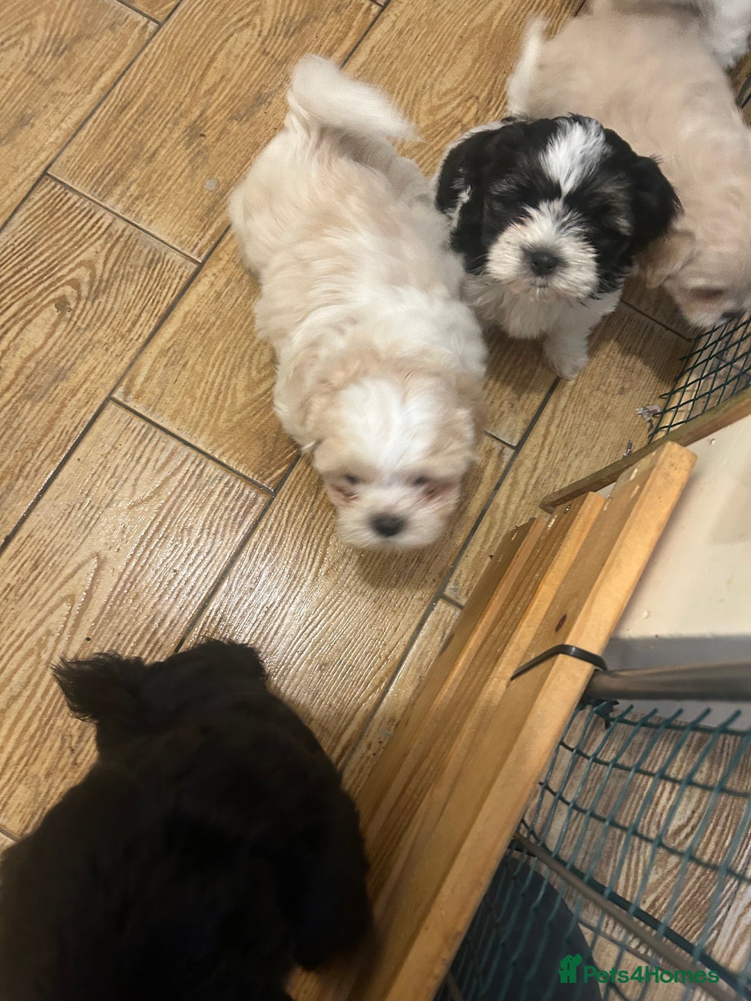 Shihpoo dogs for sale: Shihpoo puppies - Image 6