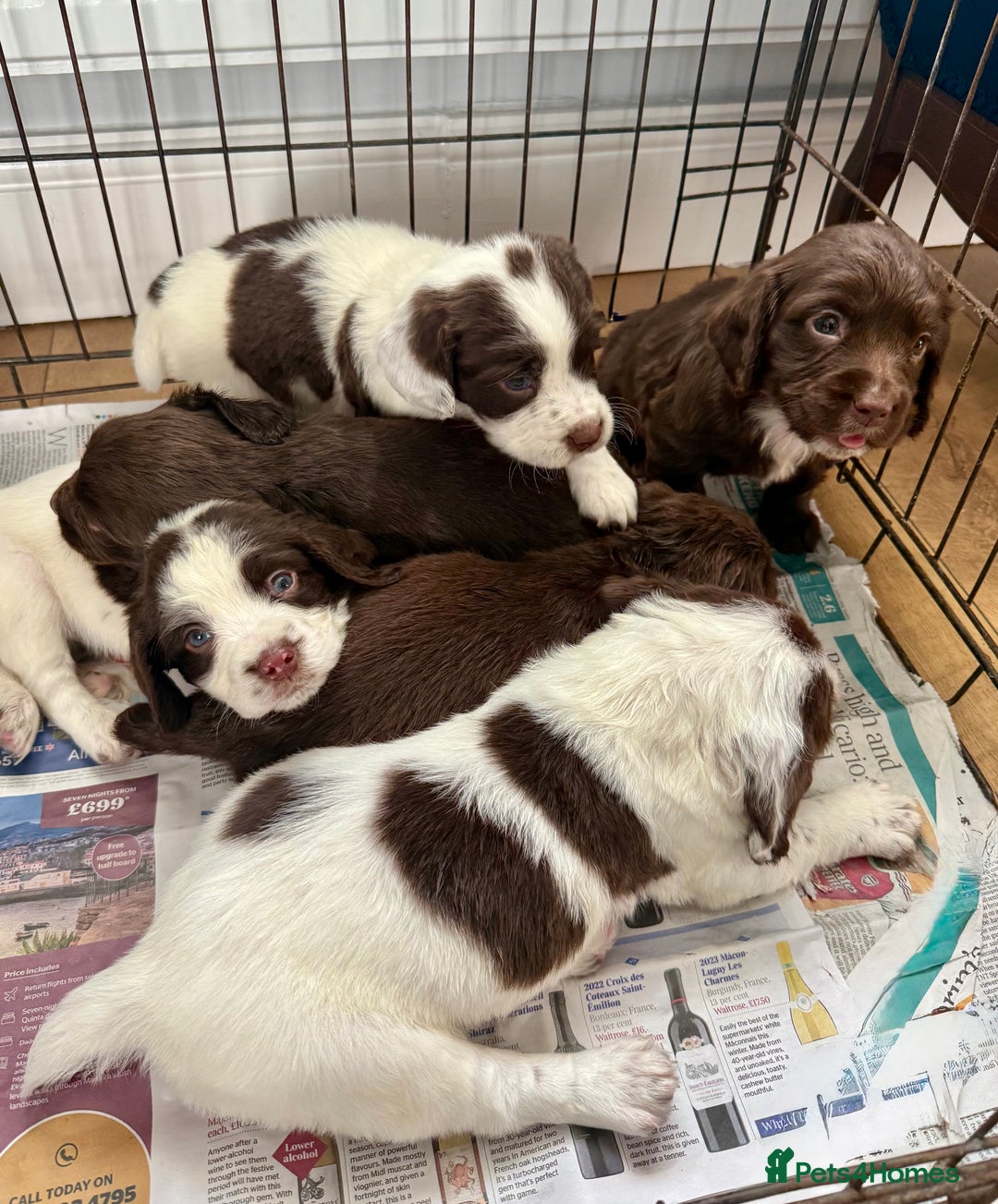 Sprocker dogs for sale: Sprocker spaniel puppies  - Advert 4