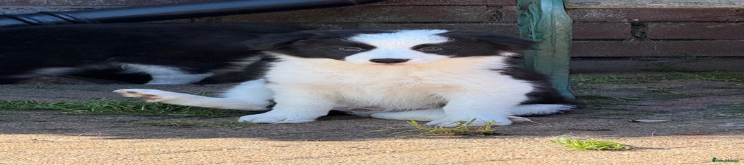 Border Collie Puppy 6