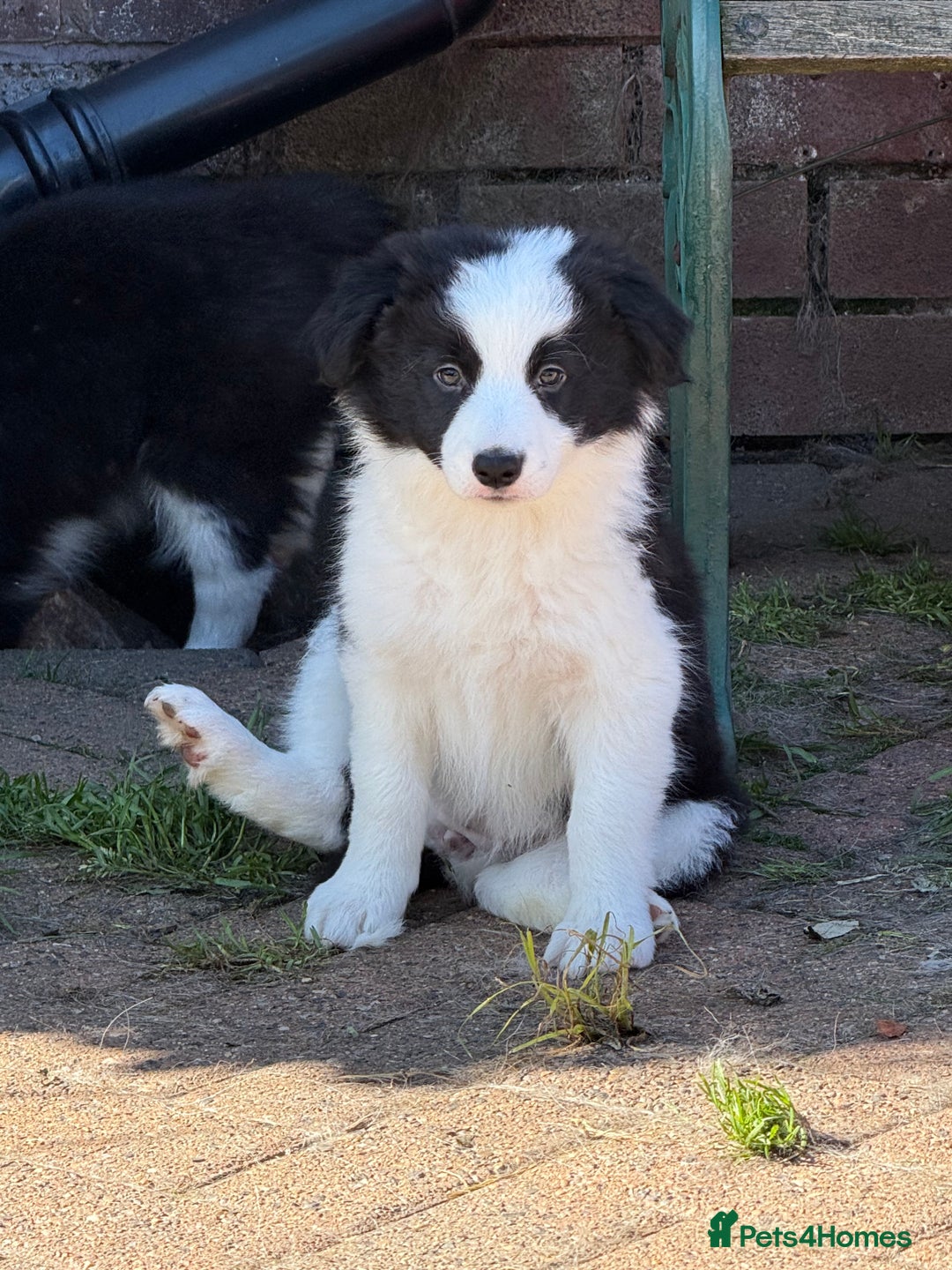 Border Collie dogs for sale: Beautiful border collie puppy - 1 girl ready to go - Image 1