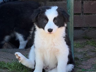 Border Collie dogs - Advert 28