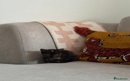 Mixed Breed cats for sale: Tortie Kitten Seeking a Loving Home 🧡 - Image 4