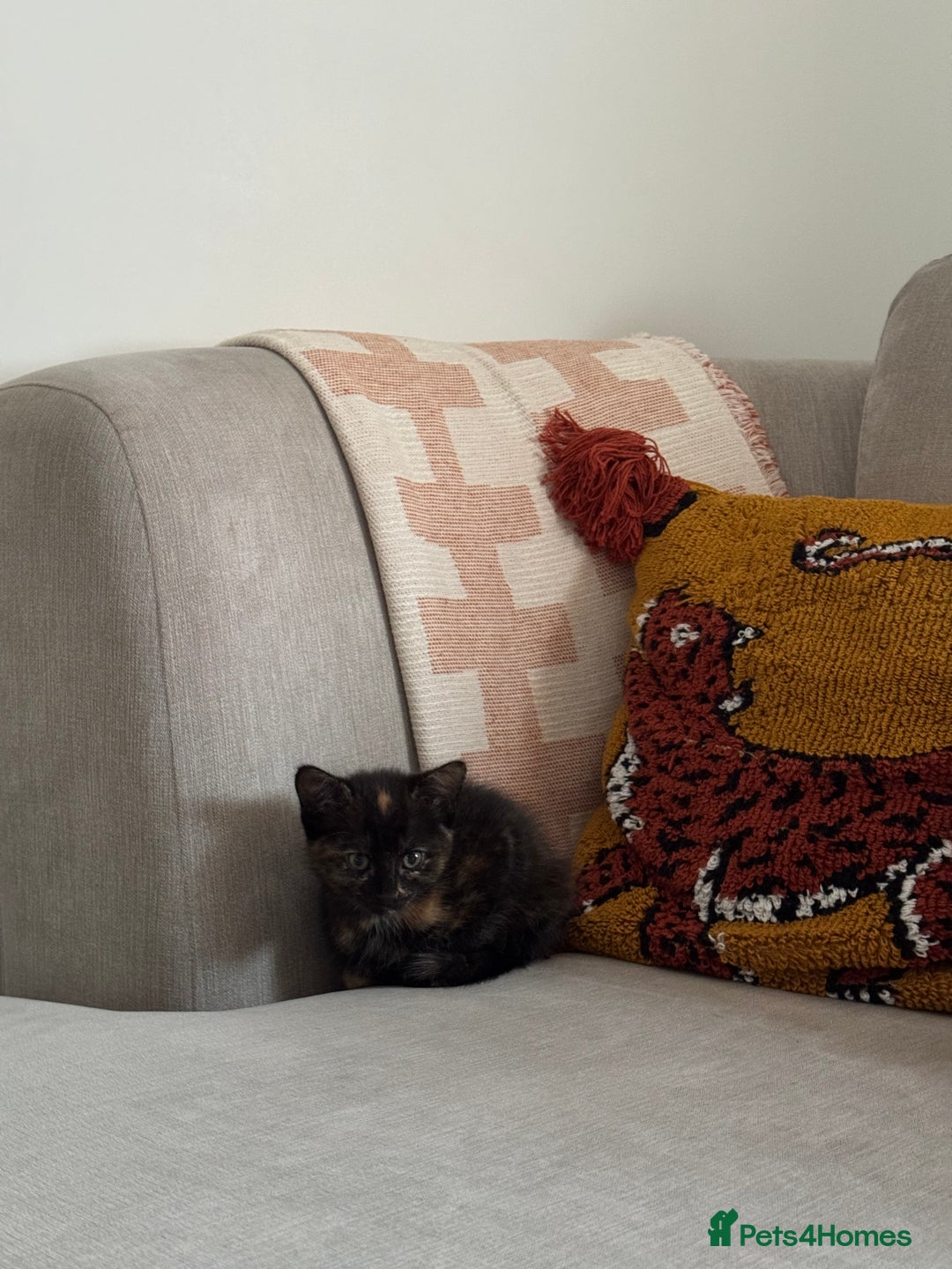 Mixed Breed cats for sale: Tortie Kitten Seeking a Loving Home 🧡 - Image 4