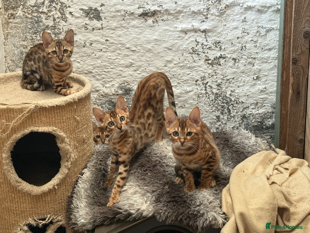Bengal cats for sale: Bengal kittens stunning litter ready now boys girl - Image 4