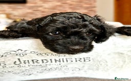 Miniature Poodle dogs for sale: Beautiful litter of Cheeky KC Reg. Mini Poodle's - Image 7