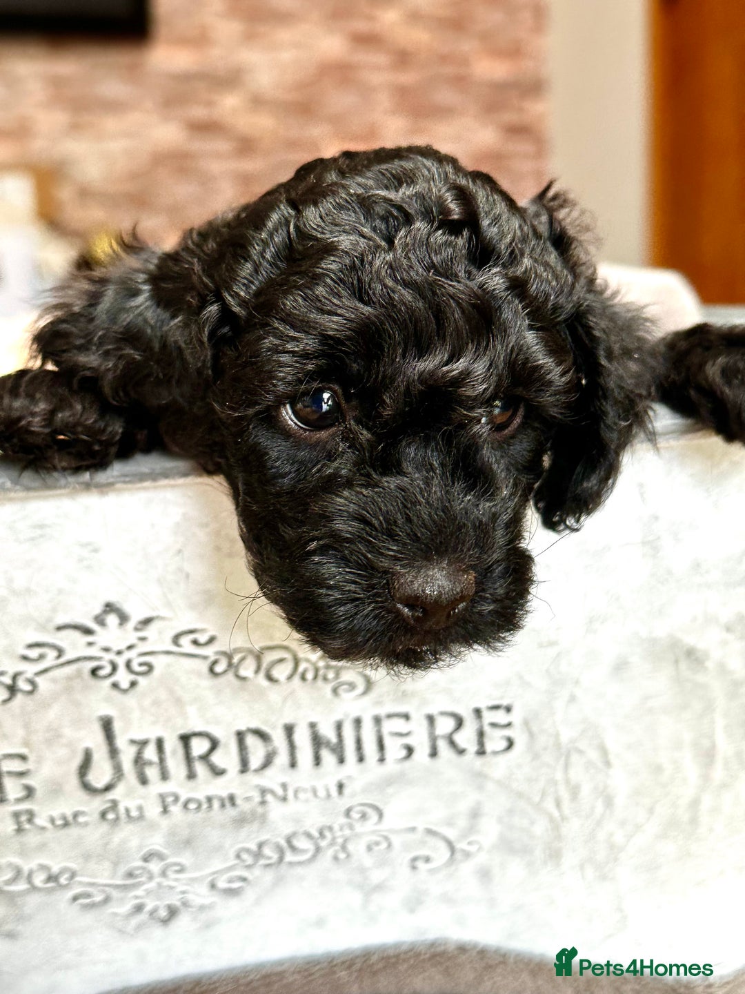 Miniature Poodle dogs for sale: Beautiful litter of Cheeky KC Reg. Mini Poodle's - Image 7