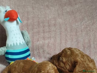 Miniature Poodle dogs - Advert 17