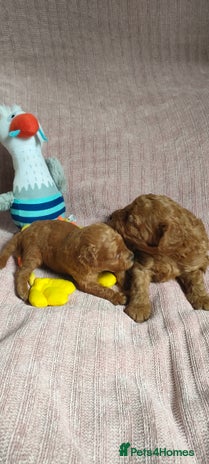 Miniature Poodle dogs - Advert 10