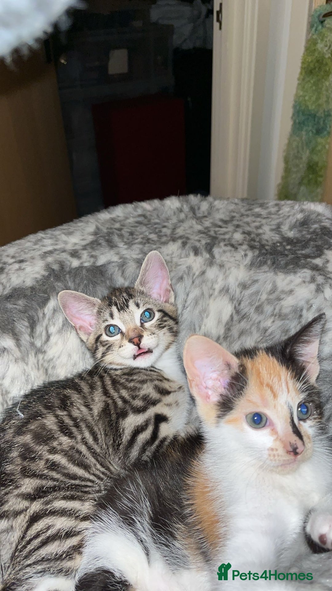 Mixed Breed cats for sale: 4 beautiful kittens looking for new homes  - Advert 8