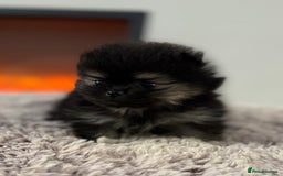 Pomeranian dogs for sale: KC Black&Tan Pom puppies stunning 🤩 🧡🖤 - Image 14