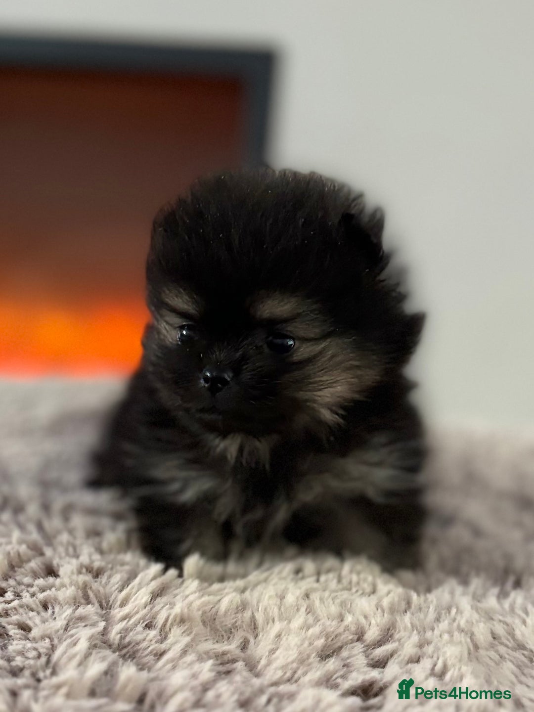 Pomeranian dogs for sale: KC Black&Tan Pom puppies stunning 🤩 🧡🖤 - Image 14