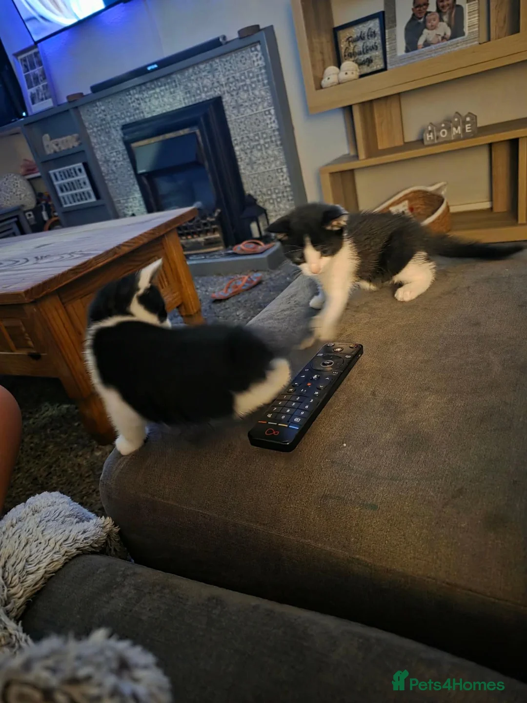 Mixed Breed cats for sale: Female black and white  in Plymouth - Advert 6