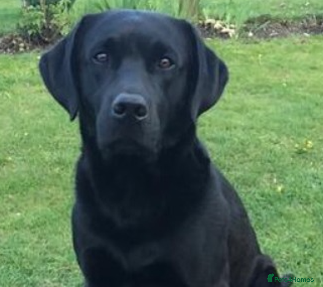 Labrador Retriever dogs for sale: Gorgeous Pure Black Labrador Puppies. KC Reg. - Image 4