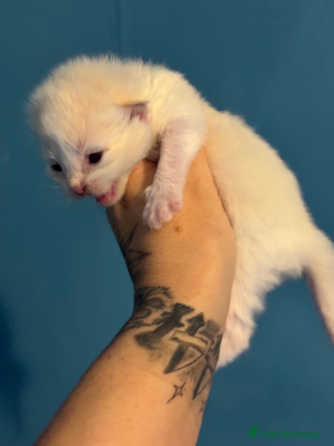 Ragdoll cats for sale: Tortie flame mink sepia tica  - Image 10