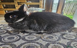 Netherland Dwarf rabbits for sale: netherland dwarf breeding trios and young stock  - Image 6