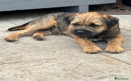 Border Terrier dogs for sale: KC Border Terrier Pups - Image 15