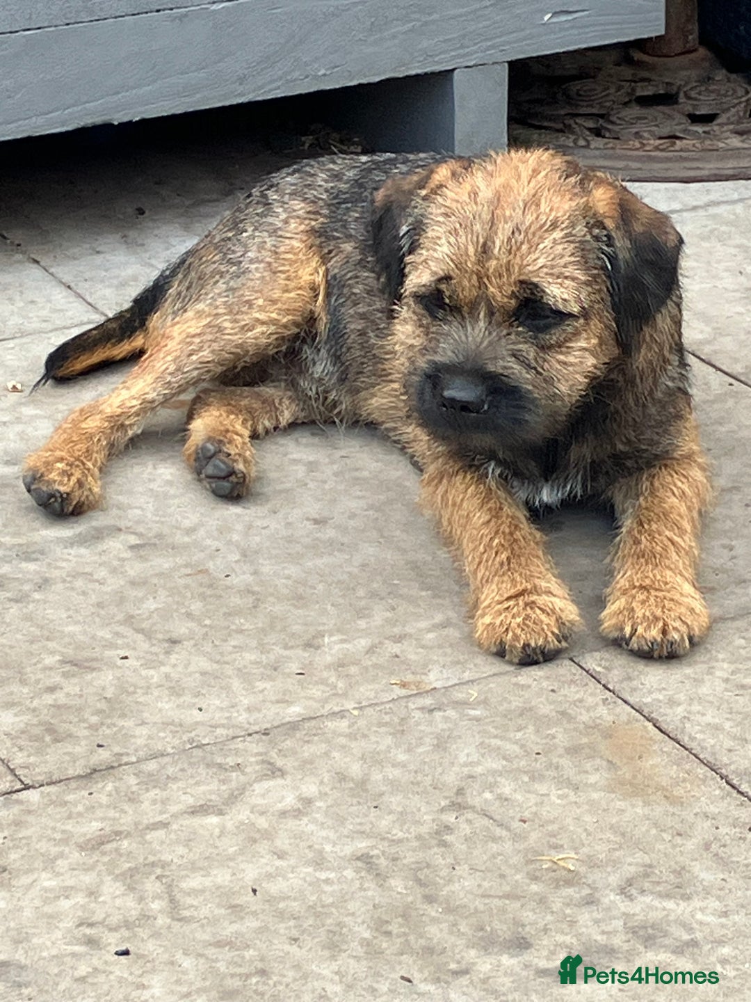 Border Terrier dogs for sale: KC Border Terrier Pups - Image 15