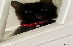 Mixed Breed cats for sale: 2 Black Fluffy Kittens (15wk old brothers) - Image 21