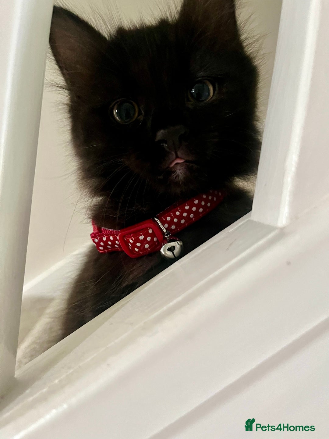 Mixed Breed cats for sale: 2 Black Fluffy Kittens (15wk old brothers) - Image 21