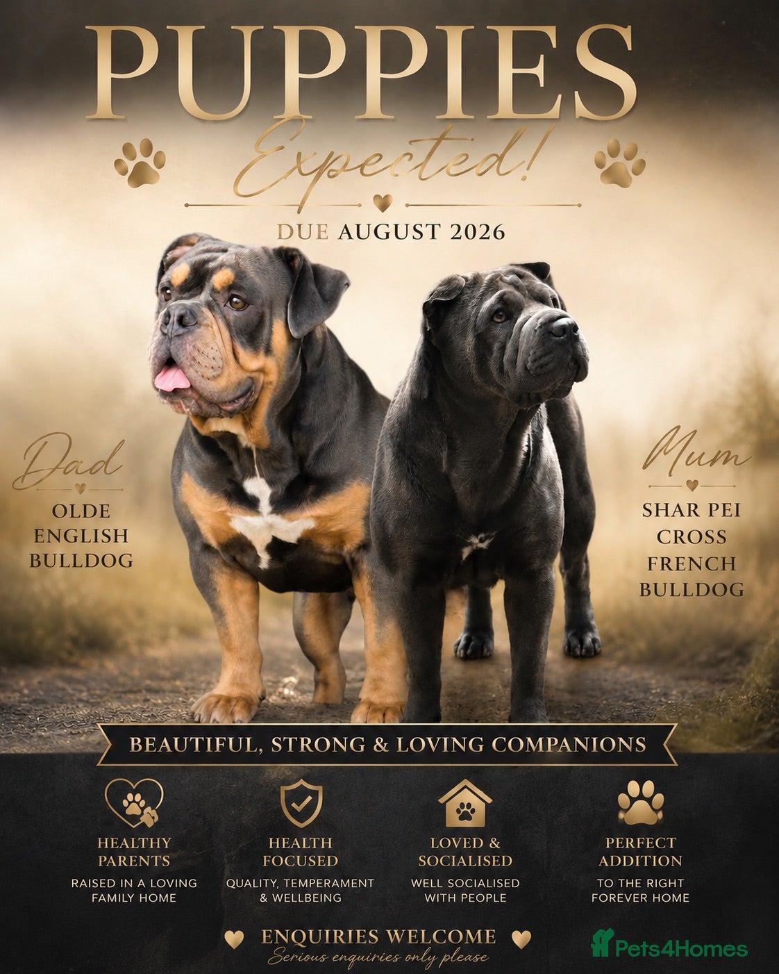 Mixed Breed dogs Olde English bulldog cross puppies for sale  - Advert 1
