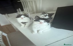 Mixed Breed cats for sale: Adorable Fluffy Kittens Looking for a Loving Home - Image 6