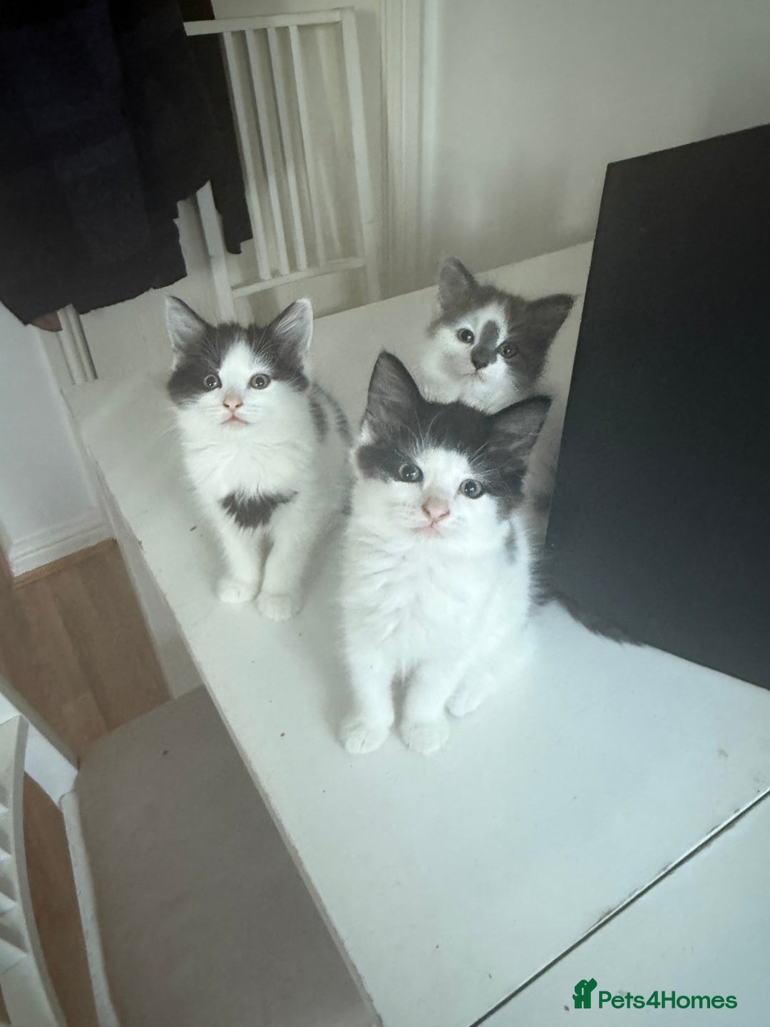 Mixed Breed cats for sale: Adorable Fluffy Kittens Looking for a Loving Home - Image 6