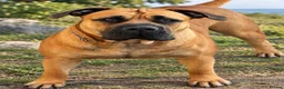 Boerboel dogs for sale: Boerboel puppies  in Southport - Advert 2