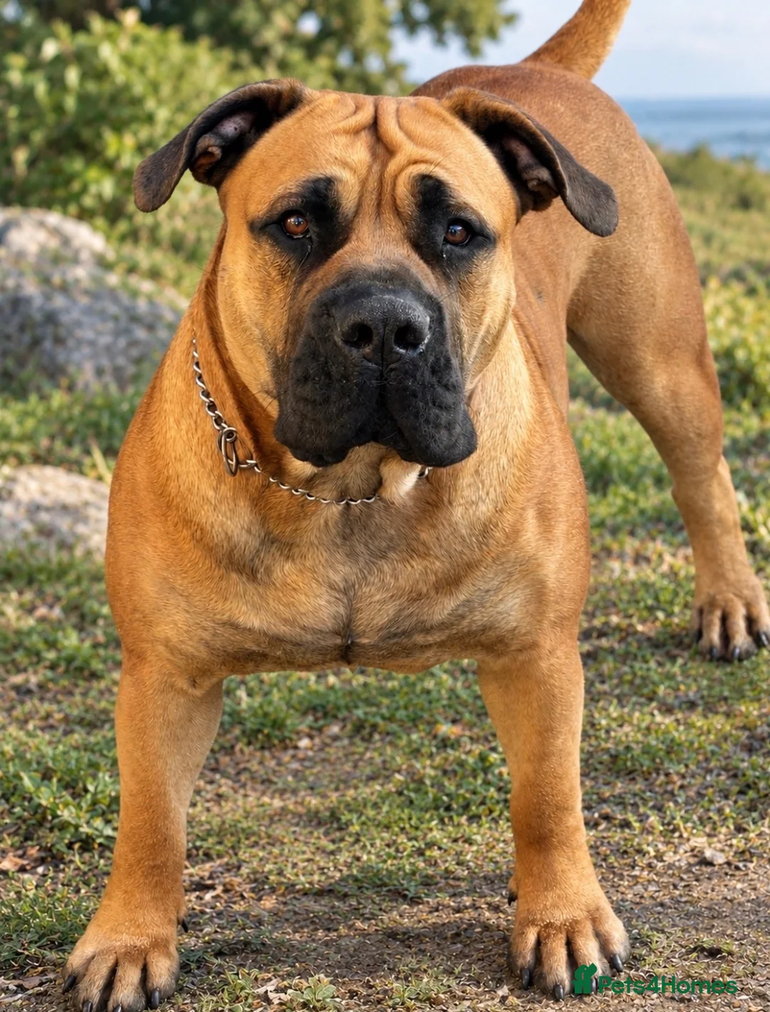 Boerboel dogs for sale: Boerboel puppies  in Southport - Advert 2