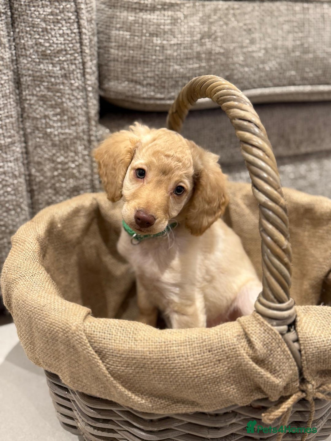 Cockapoo dogs for sale: 3 beautiful Cockapoo boys  - Advert 5