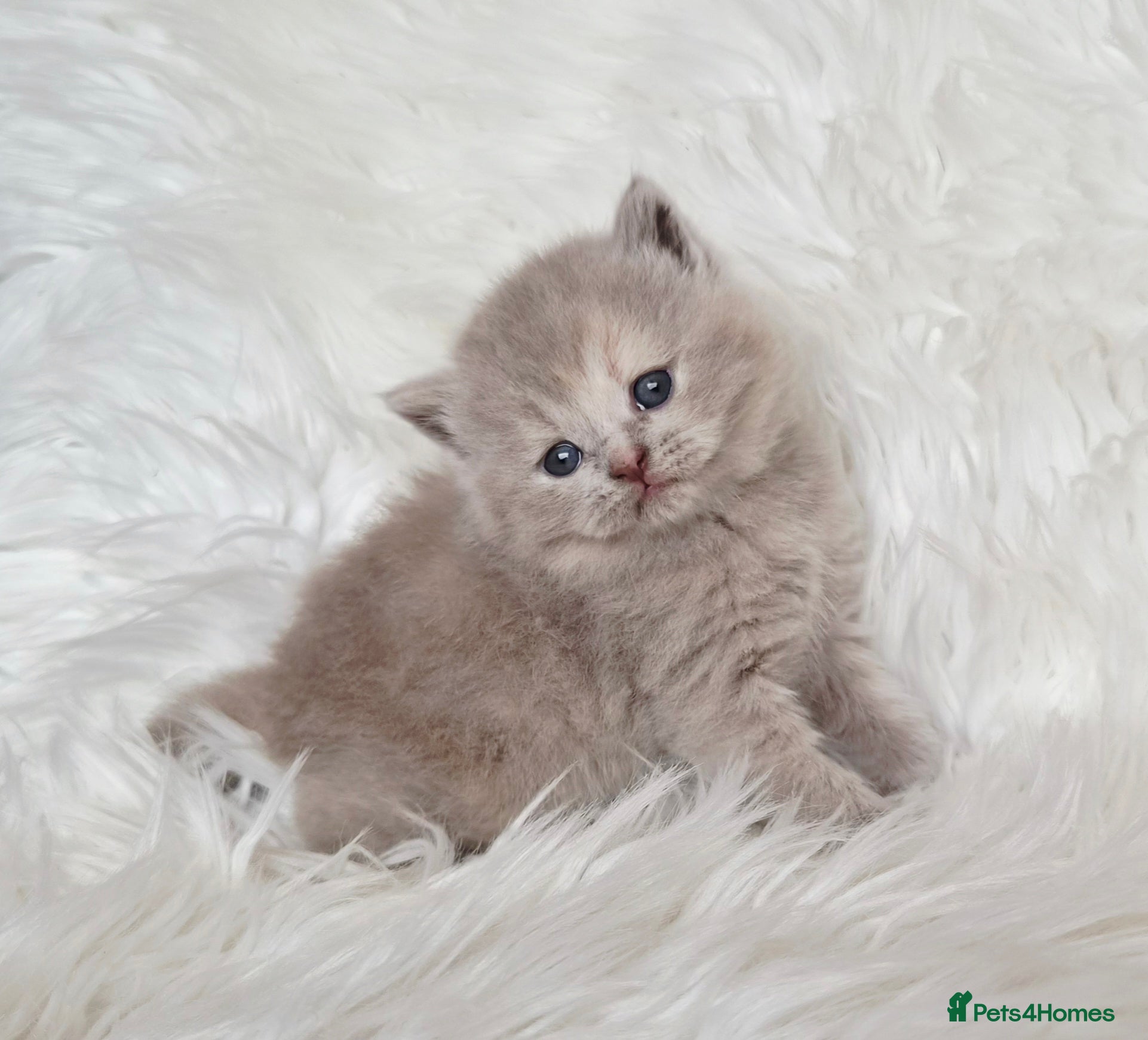 British Shorthair cats Gorgeous British shorthair kittens and 1 longhair  - Advert 15