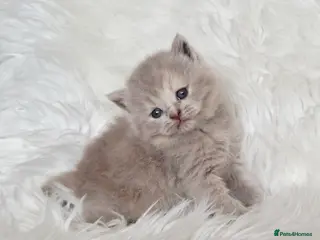 British Shorthair cats Gorgeous British shorthair kittens and 1 longhair - Advert 15