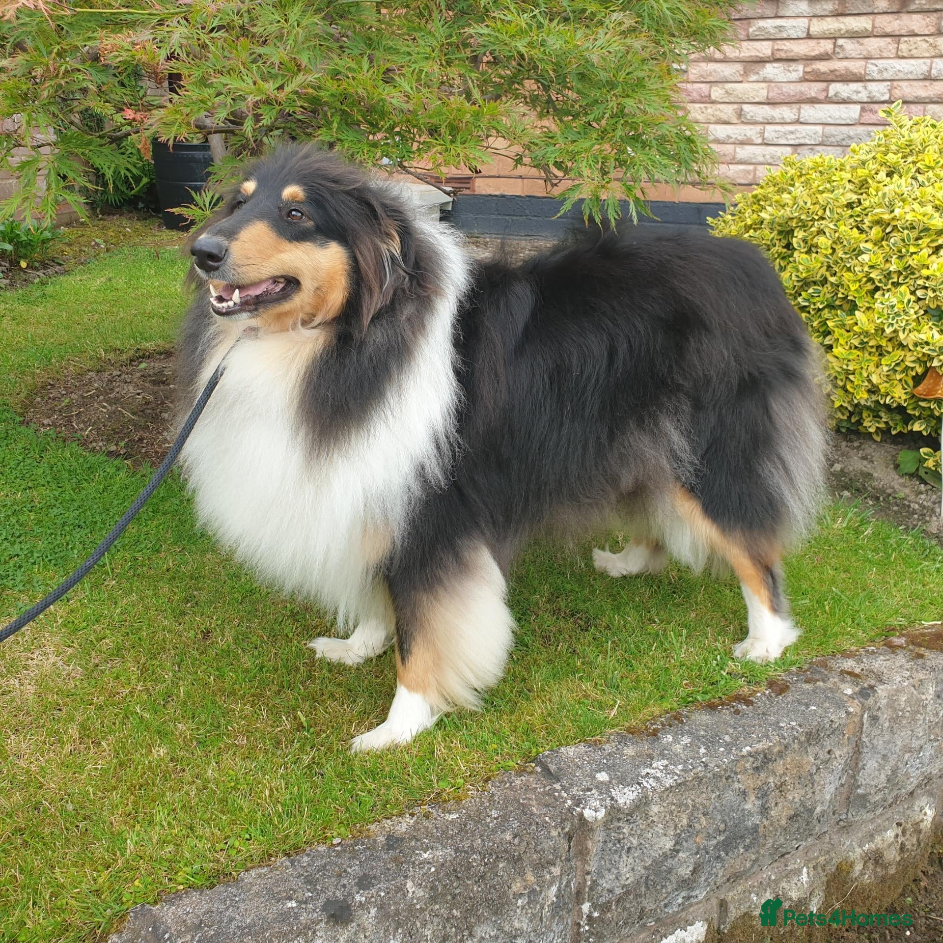 Rough Collie dogs Outstanding litter of four male Rough collie's  - Advert 1