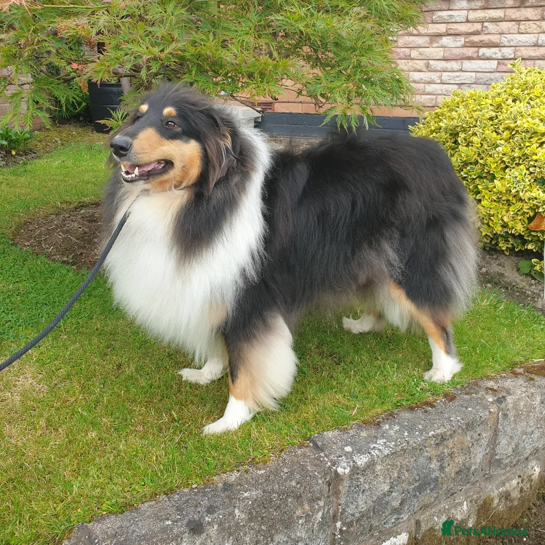 Rough Collie dogs for sale: Outstanding litter of four male Rough collie's  - Advert 1