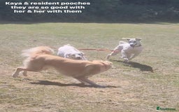Mixed Breed dogs for adoption: Kaya, 2 years approx. Available for adoption. in Brixham - Image 9