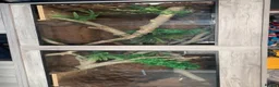 Boa Snake reptiles for sale: Boa constrictor with 6 ft viv - Advert 1