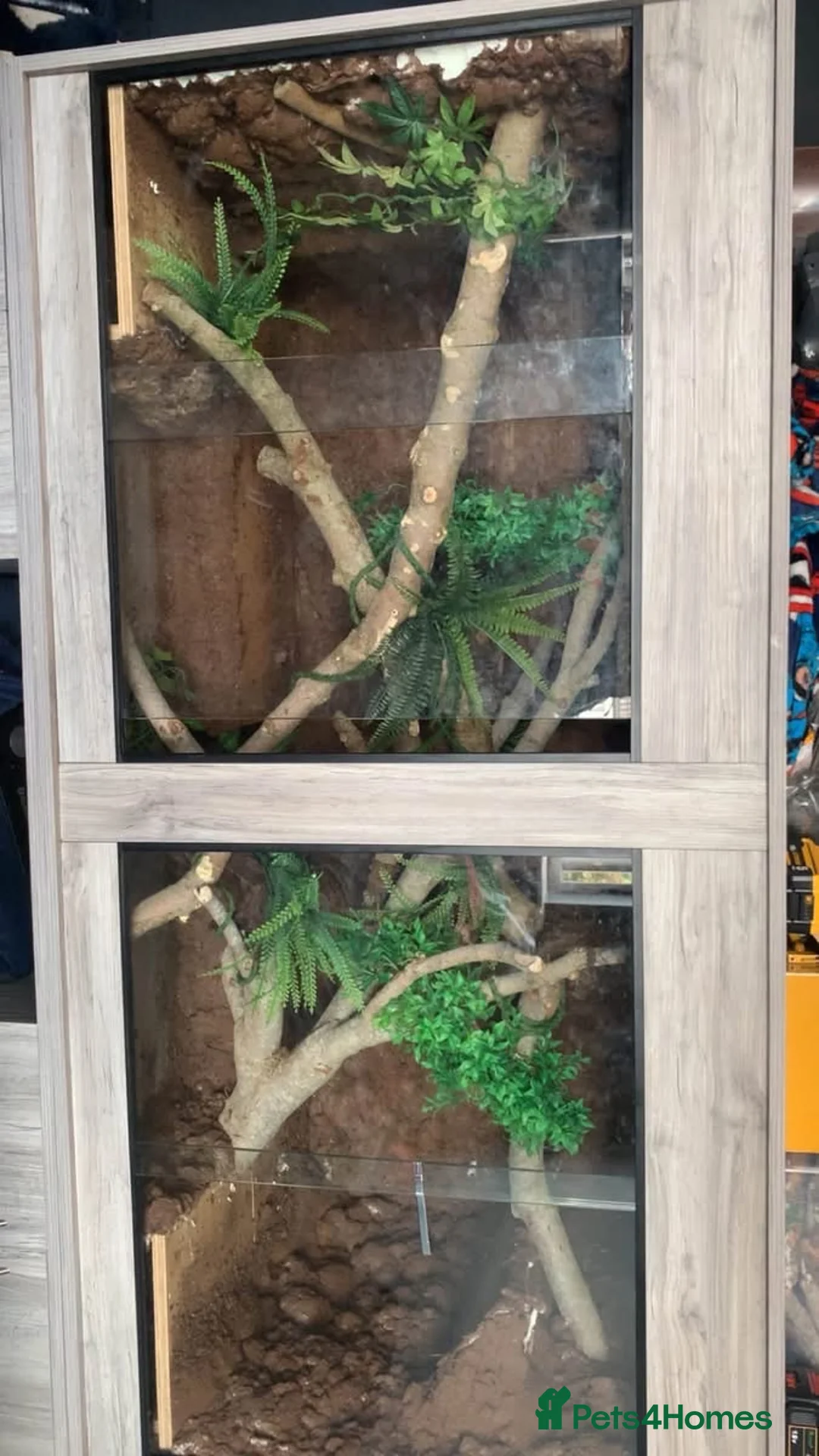 Boa Snake reptiles for sale: Boa constrictor with 6 ft viv - Advert 1