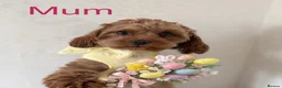 Cavapoo dogs for sale: Exceptional health tested tiny toy Cavapoos - Advert 2