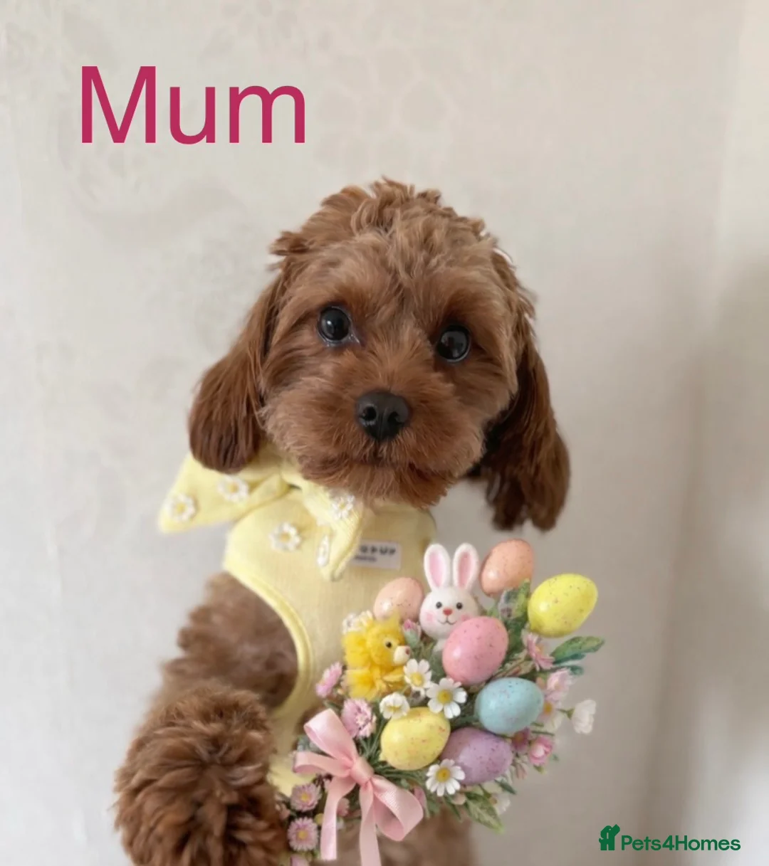 Cavapoo dogs for sale: Exceptional health tested tiny toy Cavapoos - Advert 2