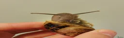 Snails invertebrates for sale: Fascinating snail babies  - Advert 4