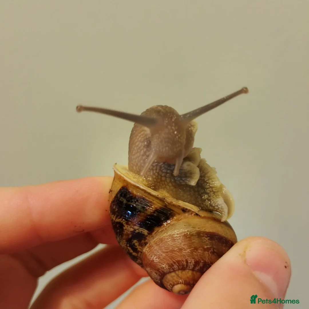 Snails invertebrates for sale: Fascinating snail babies  - Advert 4