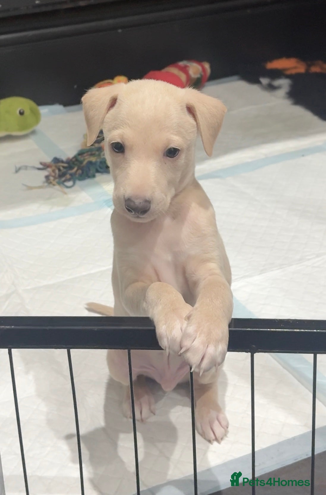 Italian Greyhound dogs Exceptionally Well-Bred Italian Greyhound Puppies - Advert 2