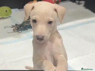 Italian Greyhound dogs Exceptionally Well-Bred Italian Greyhound Puppies - Advert 2