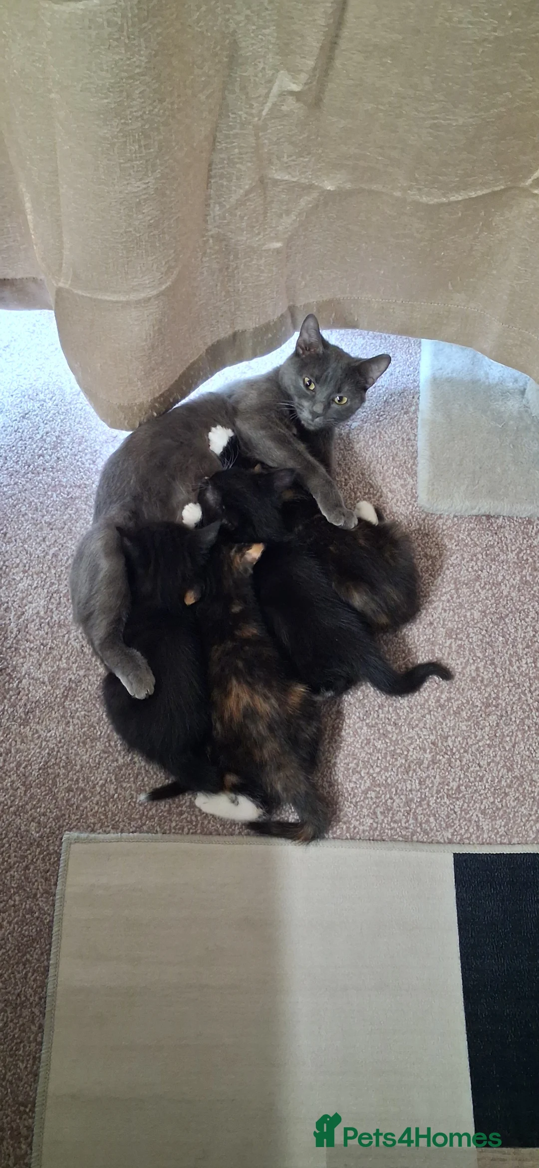 Mixed Breed cats for sale: 3 female 2 male kitten - Advert 1