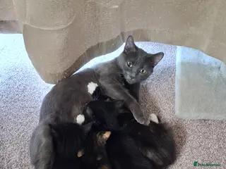 Mixed Breed cats 3 female 2 male kitten - Advert 17