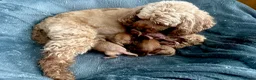 Cavapoo dogs for sale: Cavapoos Extensive DNA & Heart tested - Advert 37