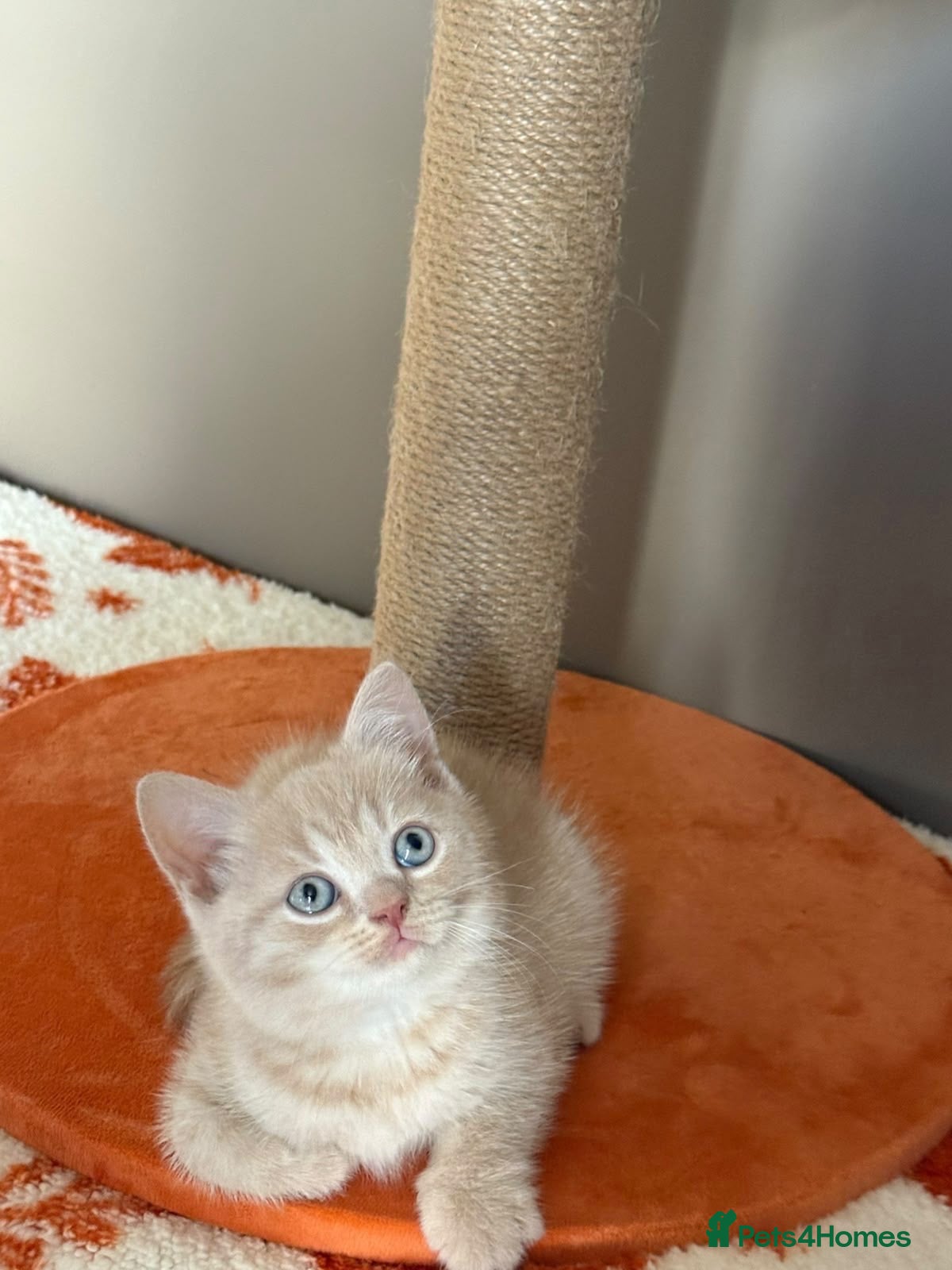 British Shorthair cats 🤍✨Exceptional GCCF Registered BSH&BLH Kittens  - Advert 1