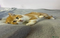 British Shorthair cats for sale: Four kittens ready to go (prices vary) - Image 3